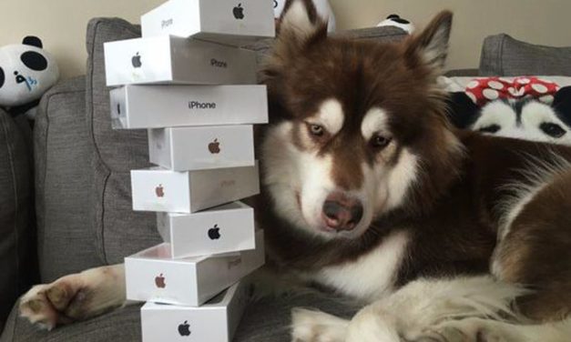 Един от най-богатите наследници в Китай купи на кучето си осем iPhone 7